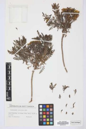 Gonospermum canariense (DC.) Less.