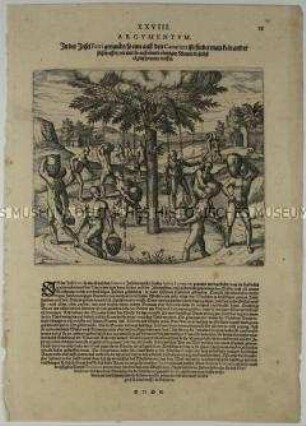 Auf der Insel Hierro (Ferri), eine Canarische Insel, findet man kein anderes Süßwasser, als das, was täglich aus einem Baum heruntertropft - Illustration aus de Bry, Große und Kleine Reisen (Peru XXVIII/28)