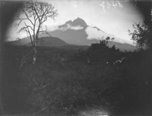 Vegetation der Virunga-Vulkane (Sammlung Hans Meyer - Herzog-Adolf-Friedrich-Expedition 1907–1908)