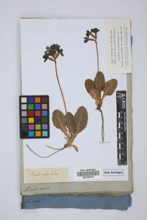 Primula veris elatior
