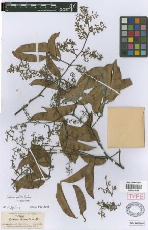 Dialium patens Baker[isotype]