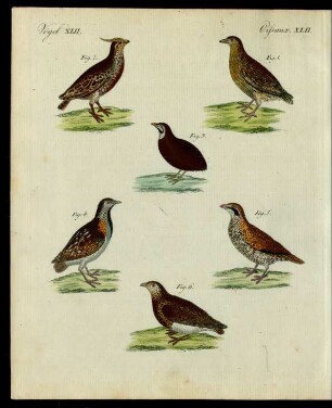 Wachteln verschiedener Art.