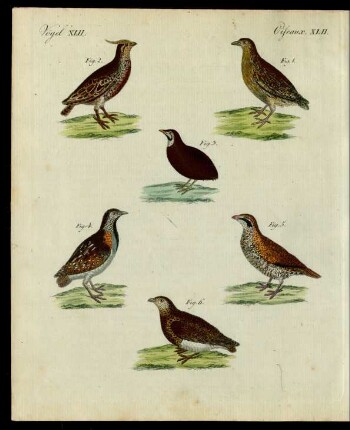 Wachteln verschiedener Art.