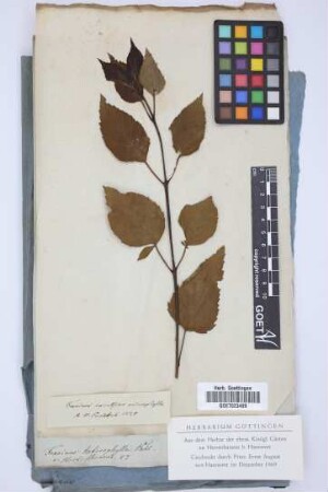 Fraxinus excelsior microphylla