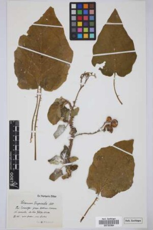 Solanum vespertilio Aiton