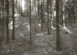Hauptwall und Teile des Vorwalls der slawischen Wallanlage (800/1000) bei Schaddel im Forst Nimbschen im Kreis Grimma