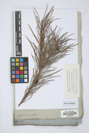 Grevillea angustifolia