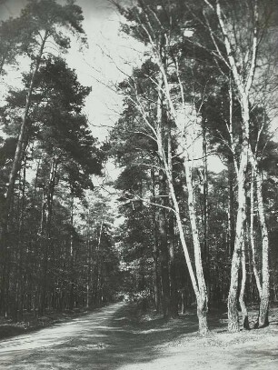 Waldweg in der Harth Waldgebiet südlich von Leipzig
