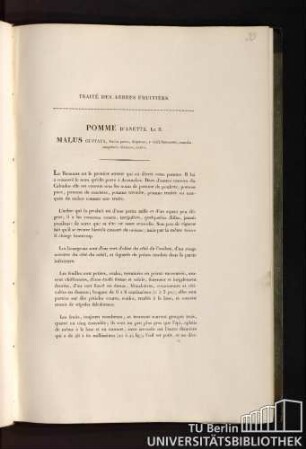 16. Pomme D'Annette. Le B. Malus guttata, fructu parvo, depresso, e viridi lutescente, maculissanguineis distincto, aestivo.