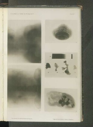 Tafel III