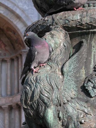Venedig, bronzener Löwe am Sockel der Fahnenstange vor dem Markusdom mit einer Taube vor dem Maul