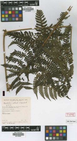 Megalastrum alticola M.Kessler & A.R.Sm. [paratype]