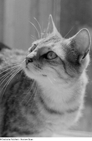 Kopf einer Katze