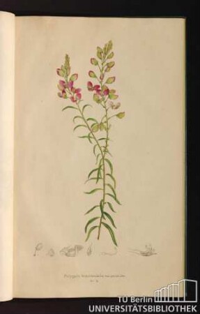 Tab. 79. Polygala bracteolata var.patula. Dec.