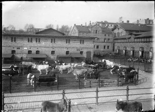 Kuhring mit Kühen, Rind