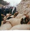 Israel: Am Löwentor