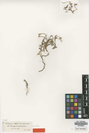 Paronychia bryoides Hochst. ex A.Rich. [type]