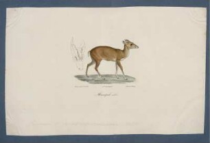 Muntjak, male. [bis] Le Dauphin a long bee.