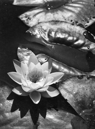 Essen. 2. Große Ruhrländische Gartenbau-Ausstellung, Grugapark, Mai bis Oktober 1952. Seerosen