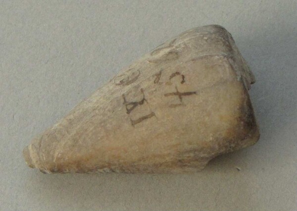 Shell jewellery (fragment)