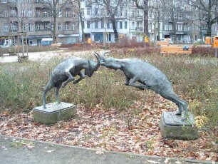 Kämpfende Ziegen