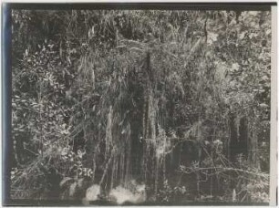 Nebelwald von Challana mit Großem Schilf, Baumfarn und anderen Pflanzen