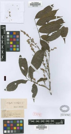 Matayba macrolepis Radlk. [syntype]