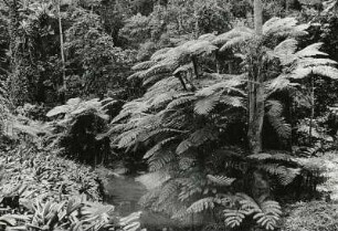 Hawaii. Tropischer Regenwald mit Baumfarnen (Cyatheales)