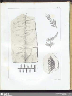 Tab. XIV