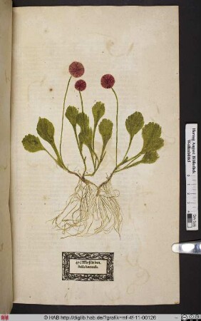 Maßlieben. Bellis hortensis.