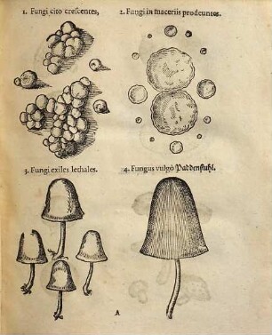 Thomae Pancovii Herbarium portatile : oder behendes Kräuter- u. Gewächs-Buch, darinn nicht allein 1363 so wol einheim. als außländ. Kräuter, ... mit lat. u. dt. Benennung abgebildet, sondern auch d. meisten, so in d. Medicin gebräuchl., kürtzl. erkl. werden