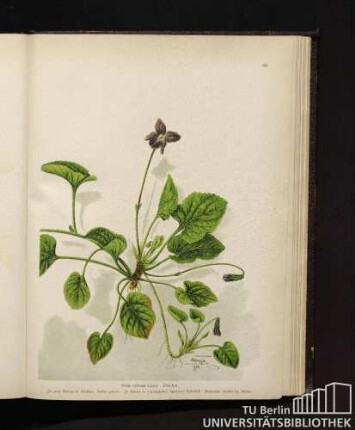 Viola odorata Linné. Veilchen.