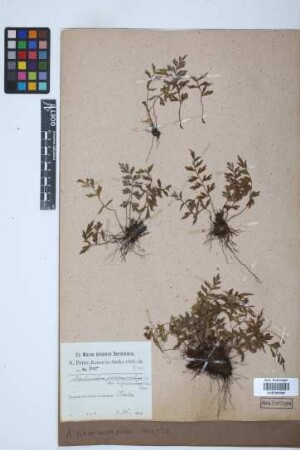 Asplenium praemorsum