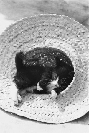 Tiere. Mohrli (Junges Kätzchen in einem Strohhut)