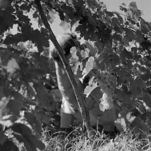 Landschaftsbild der bulgarischen Rhodopen. Weinlese um Peruschtiza