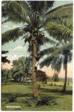 Kokosnussernte in Apia
