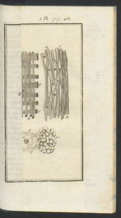 Tafel: Die innwendigen Theile der Pflantzen.
