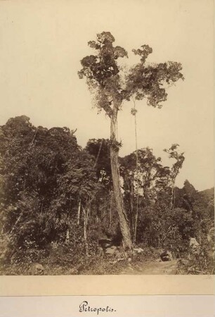 Vegetation Petropolis, Brasilien