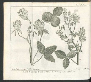 Tafel: La Luzerne et le Trefle.