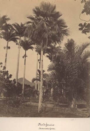Rio de Janeiro. Botanischer Garten