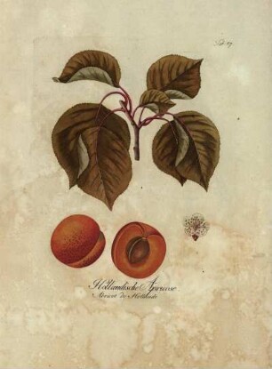 Tab. 57. Hollændische Apricose [...]
