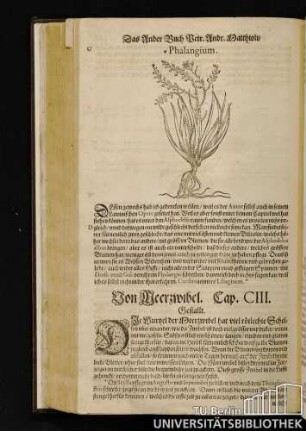 Cap. CIII. Von Meerzwibel.