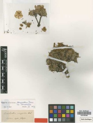 Convolvulus compactus Boiss. subsp. compactus Boiss.[paratype]