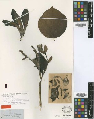 Paritium elatum (Sw.) G.Don var. Griseb. macrocarpum[syntype]
