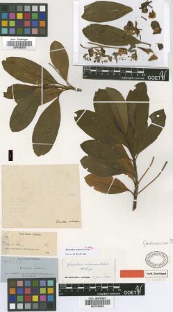 Zonanthus cubensis Griseb. [holotype]