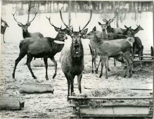 Hirsche an einem Futterplatz in Ramsau