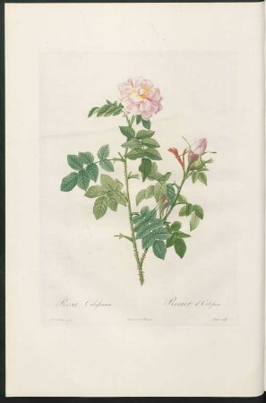Rosa Orbessanea. Rosier d'Orbessan. Lemaire sculp.