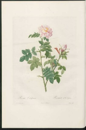 Rosa Orbessanea. Rosier d'Orbessan. Lemaire sculp.
