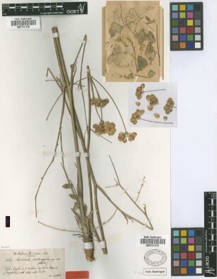 Malabaila pastinacifolia Boiss. & Balansa [type]