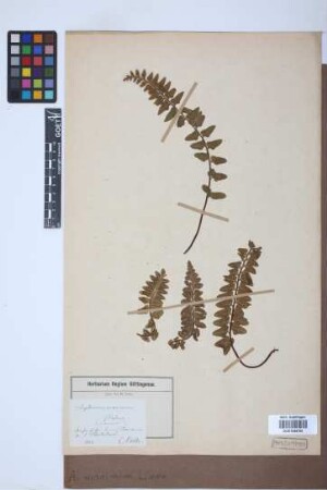 Asplenium marinum